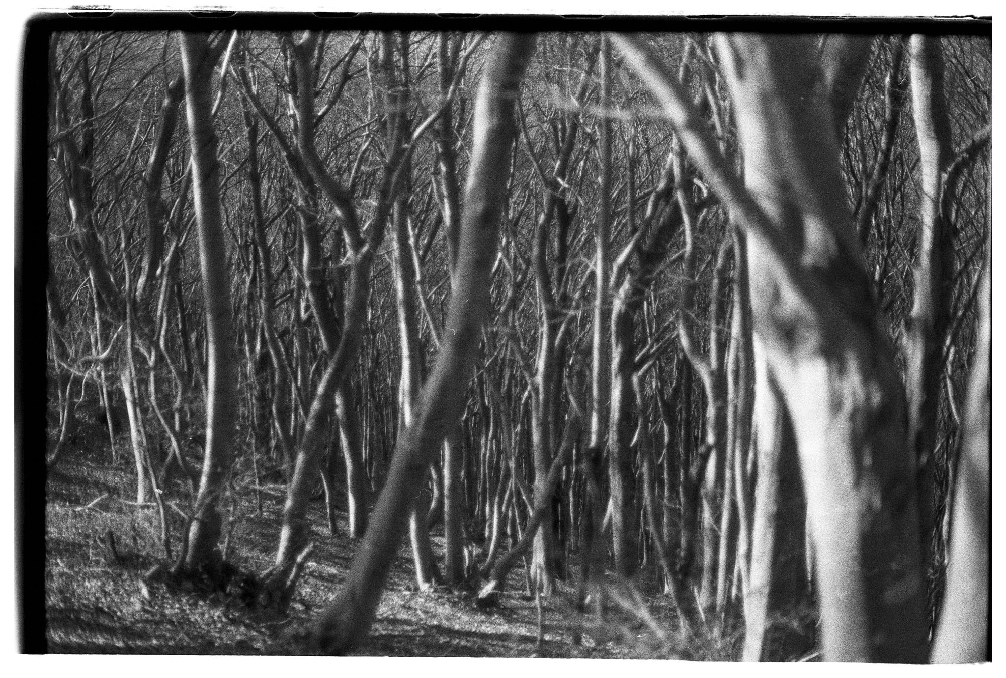 Dittatori – nazisti – social media: Il nuovo asse del male